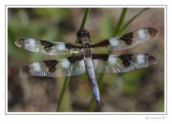 Twelve-spotted Skimmer a.jpg